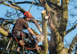 Tree Pruning